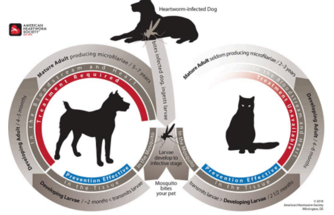 heart-worm-infographic